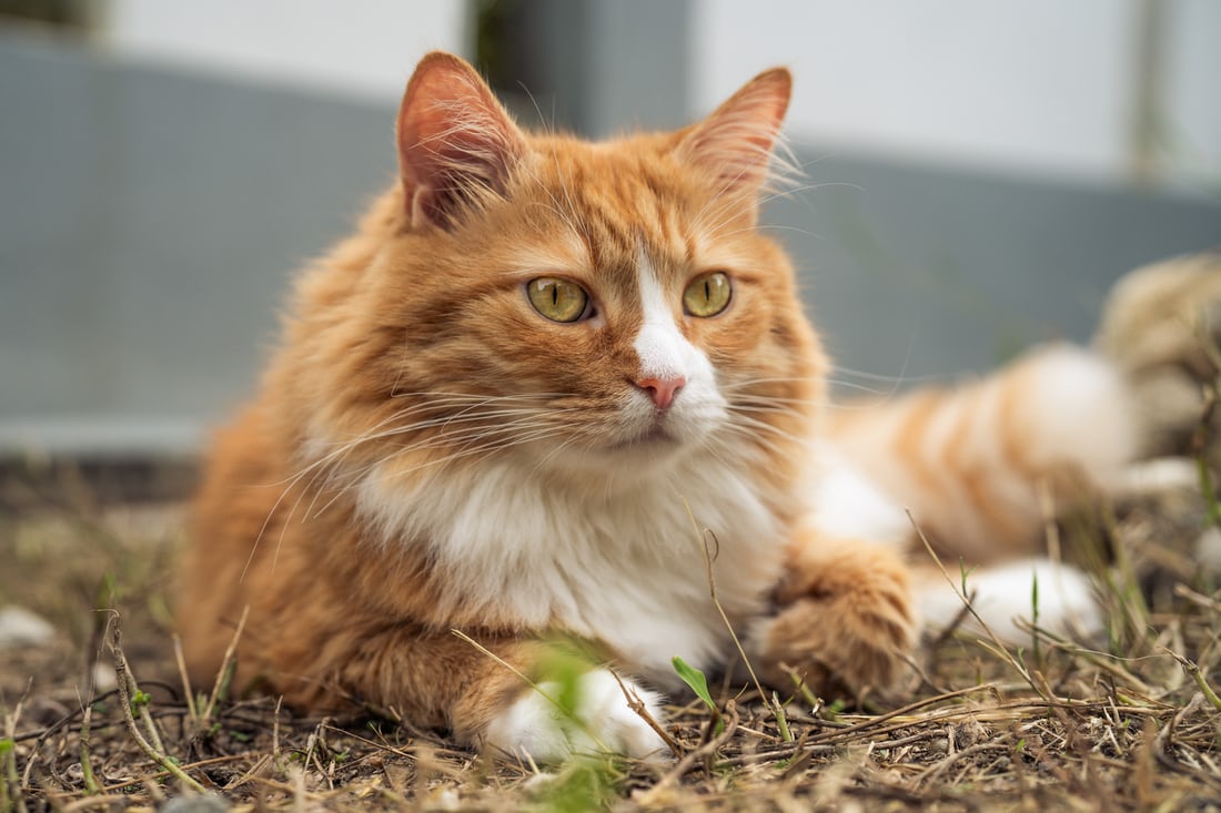 年终总结 猫川漫记